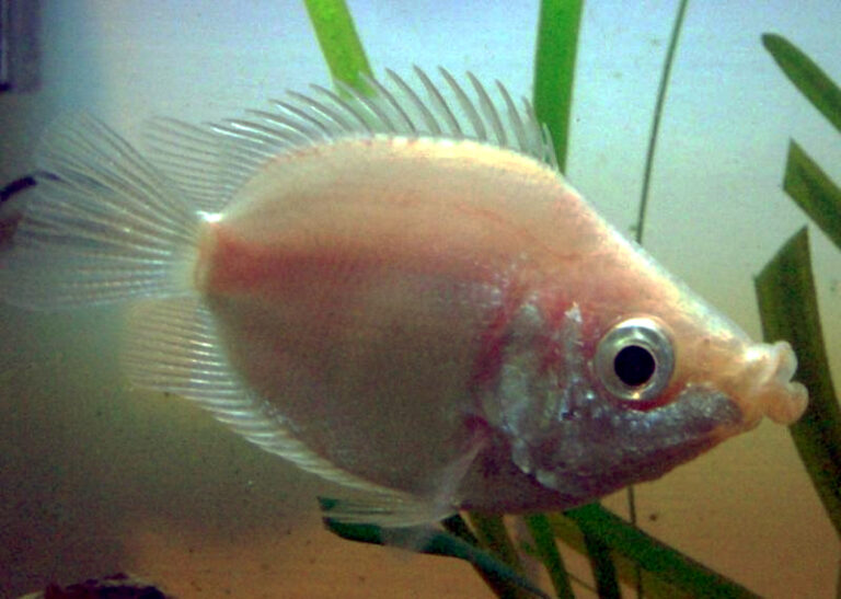 Kissing Gourami Kissing Gourami