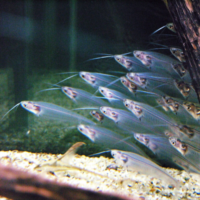 Glass Catfish Glass Catfish