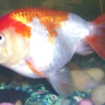 Lionhead Goldfish