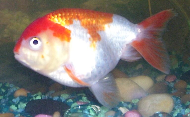 Lionhead Goldfish