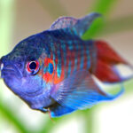 Paradise Fish