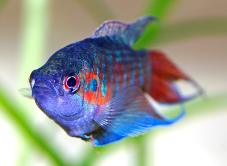 Paradise Fish Paradise Fish