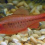 Cherry Barb