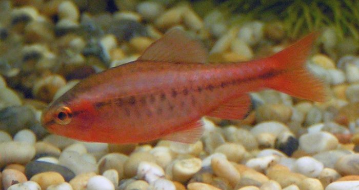 Cherry Barb Cherry Barb