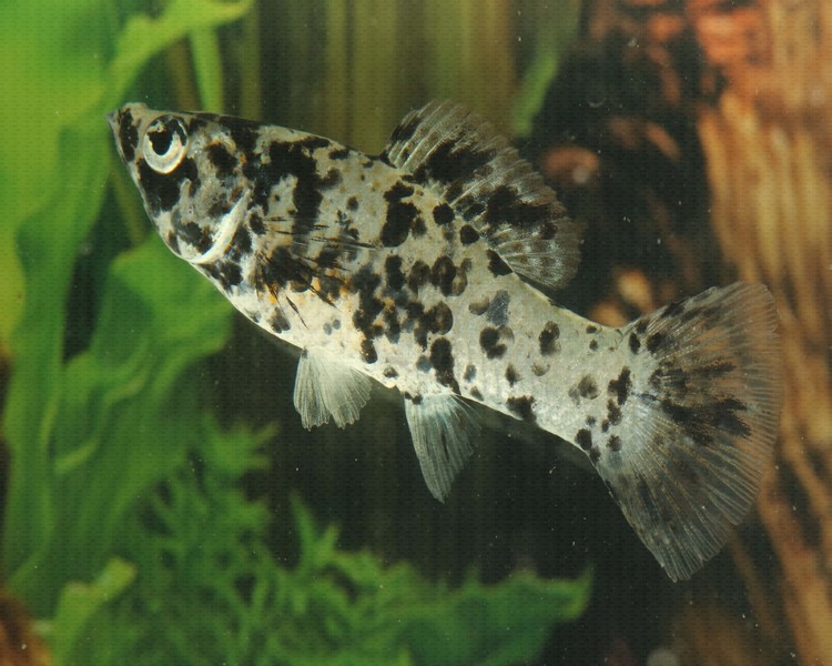marble molly fish