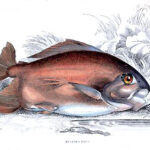 Pacu Fish