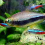 Emperor Tetra