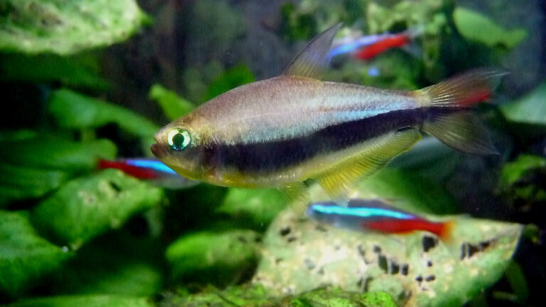 Emperor Tetra Emperor Tetra