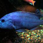 Electric Blue Cichlid