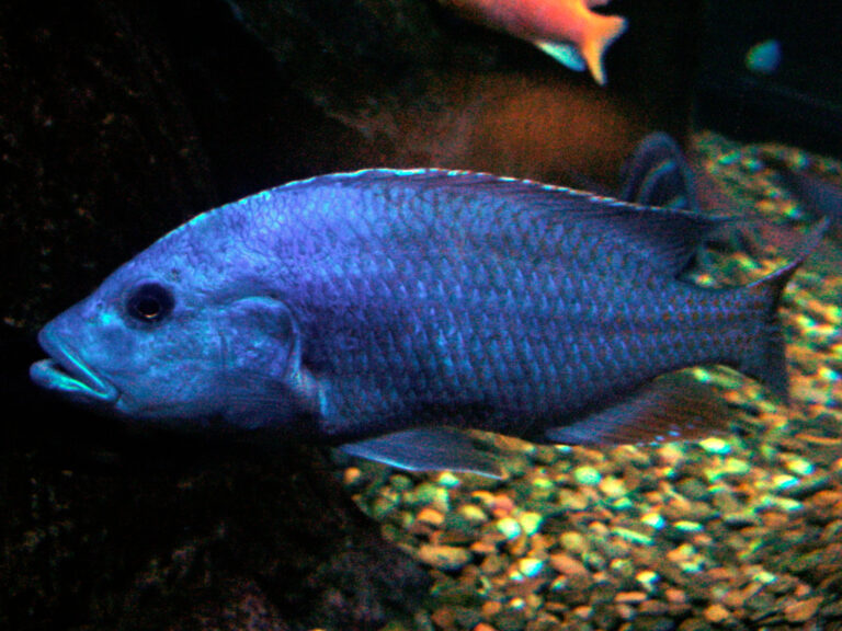 Electric Blue Cichlid Electric Blue Cichlid