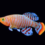 Killifish
