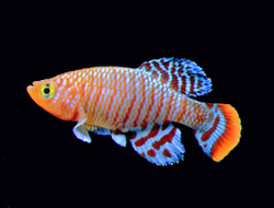 Killifish Killifish
