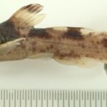 Madtom Catfish