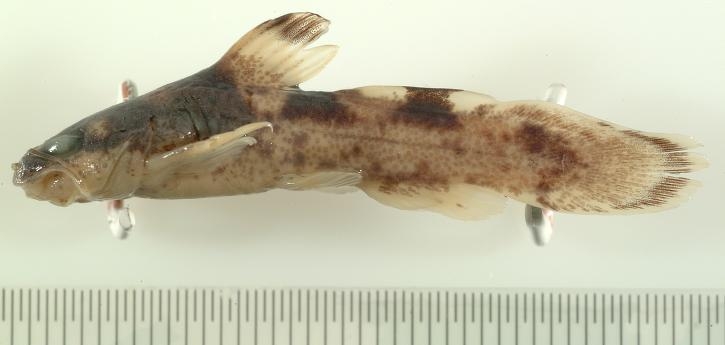 Madtom Catfish Madtom Catfish