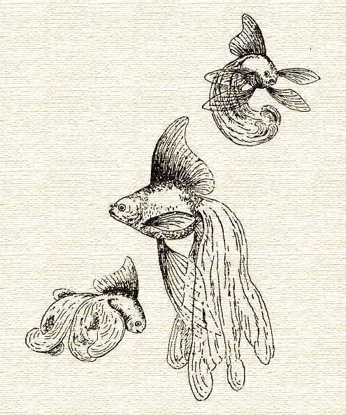 Veiltail Goldfish Veiltail Goldfish