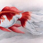 Oranda Goldfish