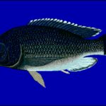 Cichlid