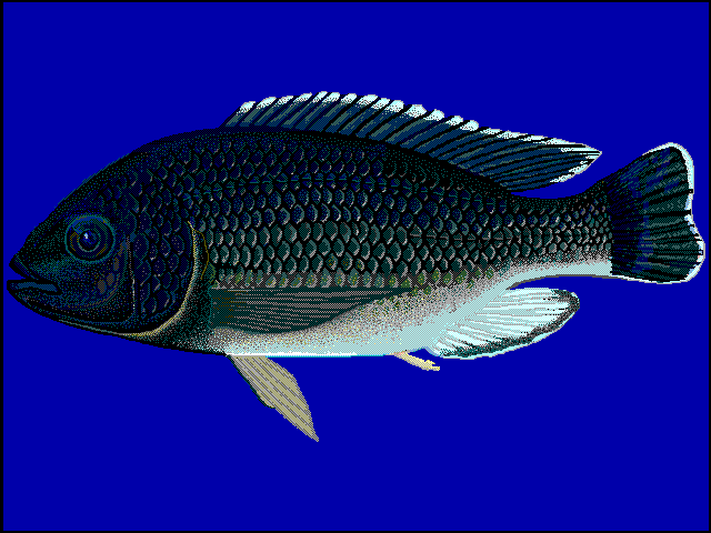 Cichlid Cichlid