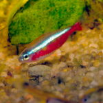 Cardinal Tetra