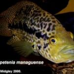Jaguar Cichlid