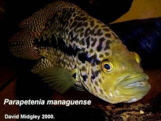 Jaguar Cichlid Jaguar Cichlid