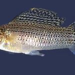 Molly Fish