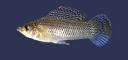 Sailfin Molly Sailfin Molly
