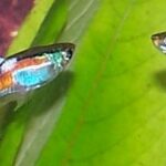 Endlers Livebearer