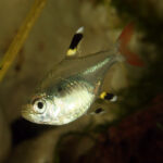 Pristella Tetra
