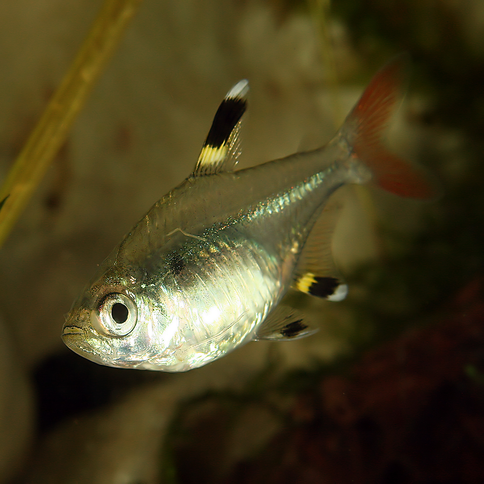 Pristella Tetra