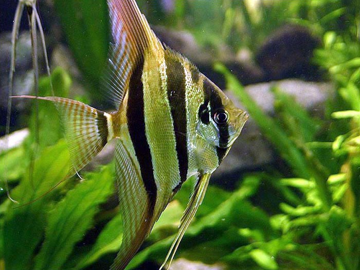 Angelfish Angelfish