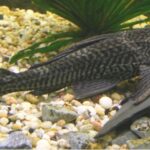 Pleco