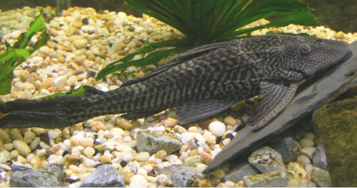 Pleco Pleco