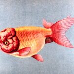 Ranchu Goldfish