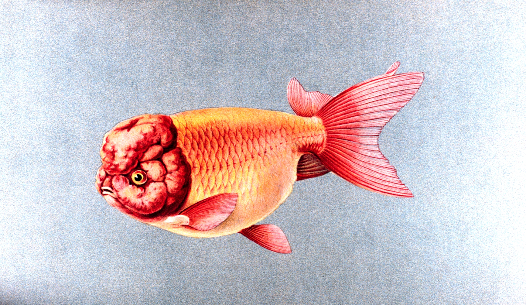 Ranchu Goldfish