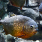 Red Belly Piranha