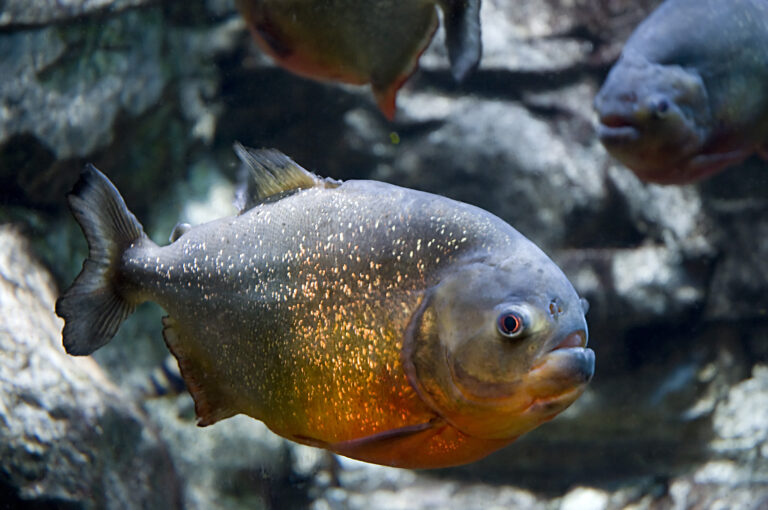 Red Belly Piranha Red Belly Piranha