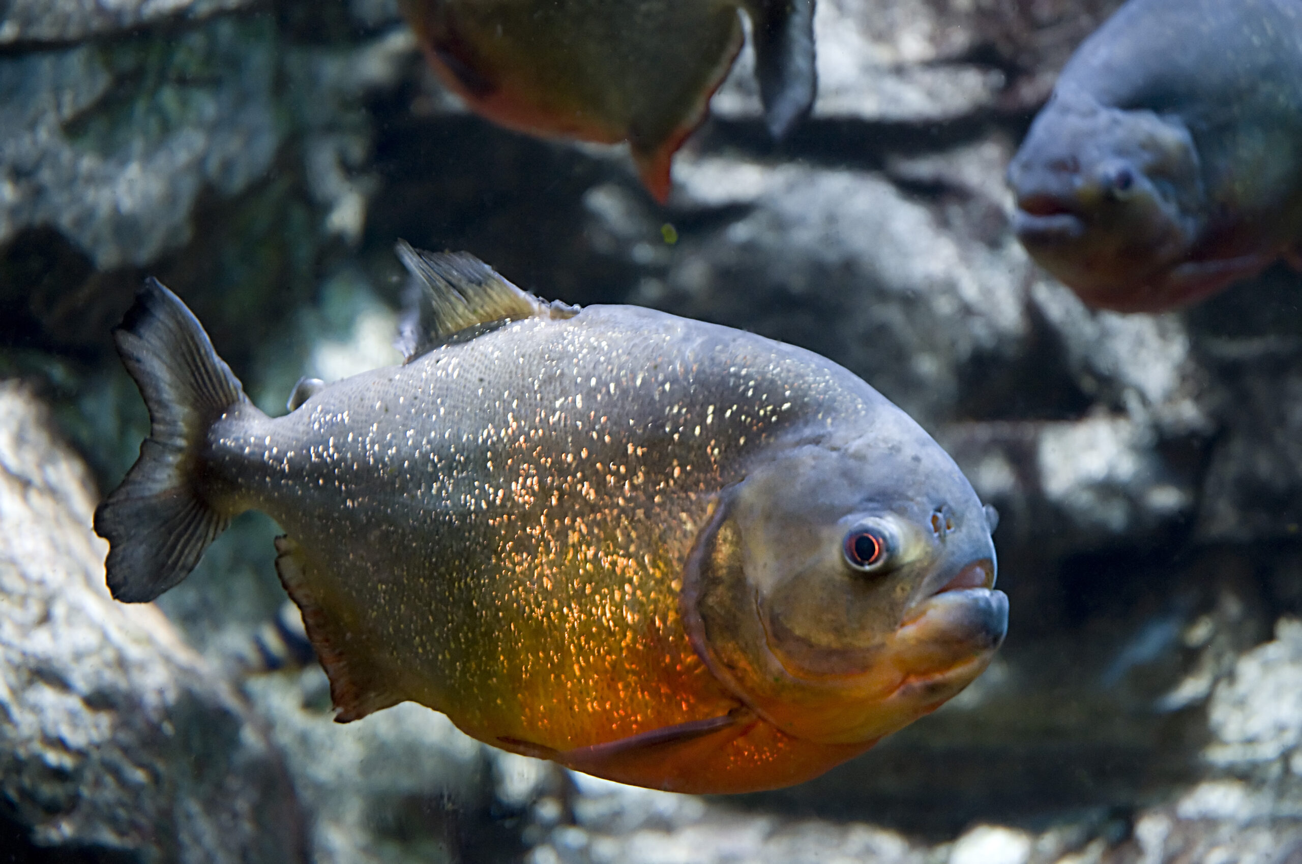 Red Belly Piranha