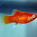 Coral Platy