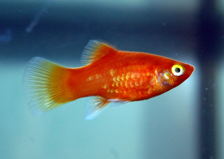 Coral Platy Coral Platy