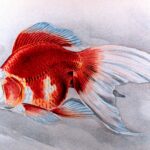 Ryukin Goldfish