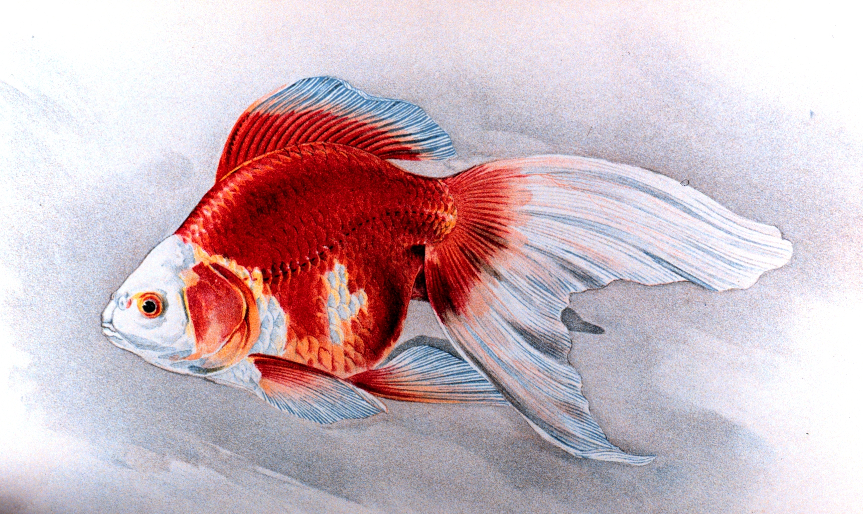 Ryukin Goldfish