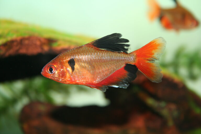 Serpae Tetra Serpae Tetra