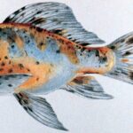 Shubunkin Goldfish