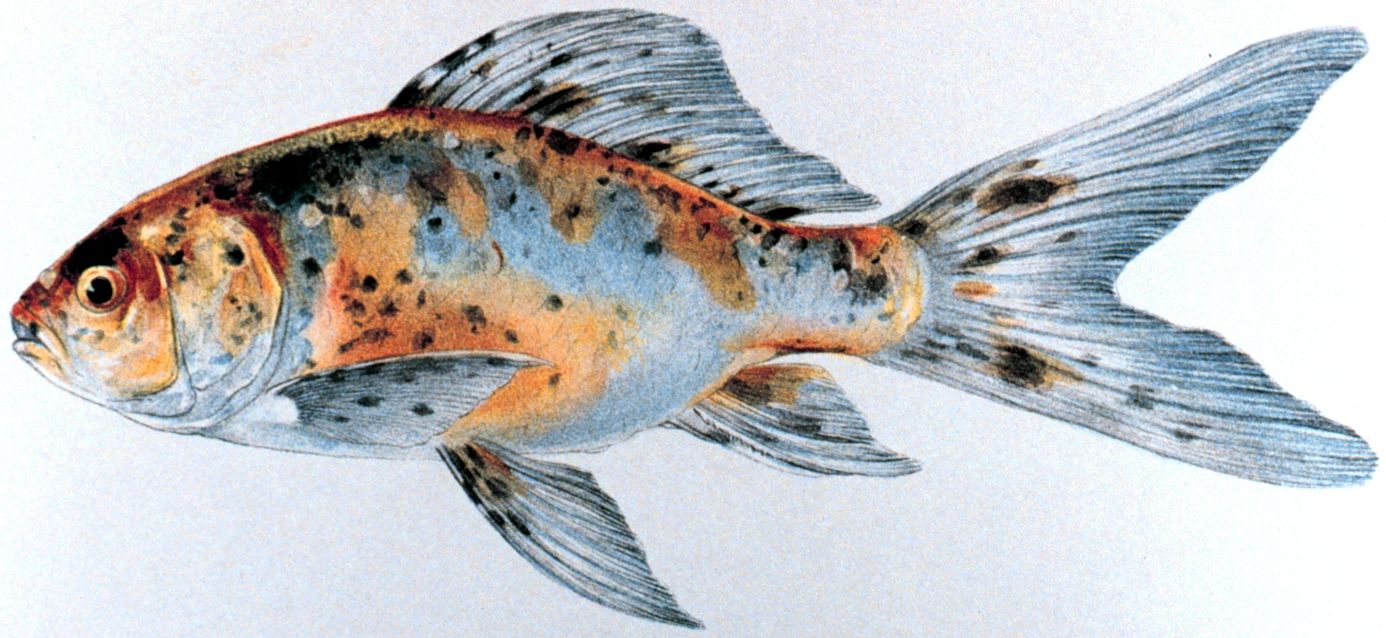 Shubunkin Goldfish
