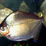 Silver Dollar Fish