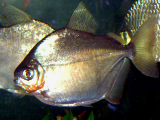 Silver Dollar Fish Silver Dollar Fish
