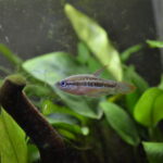 Sparkling Gourami