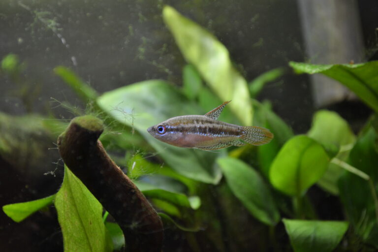Sparkling Gourami Sparkling Gourami