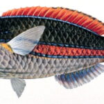Rainbowfish
